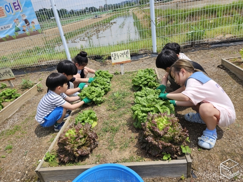 우리가 상추도 직접 길렀어요~