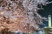 “평택대에서 벚꽃 즐겨 보세요!“