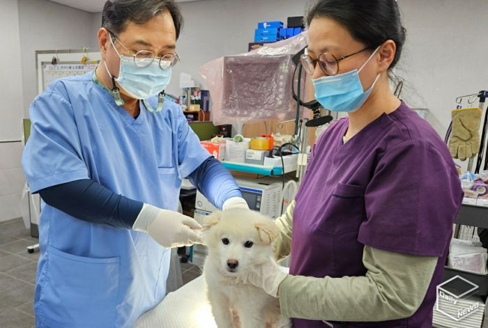 용인특례시가 10월 한달 동안 하반기 광견병 예방접종을 진행한다.