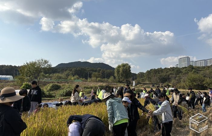 시민과 함께하는 가을걷이 행사에 참여한 시민들이 추수를 하고 있다