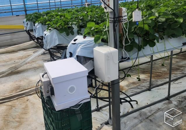 딸기 농가에 설치된 디지털 벌통 사진